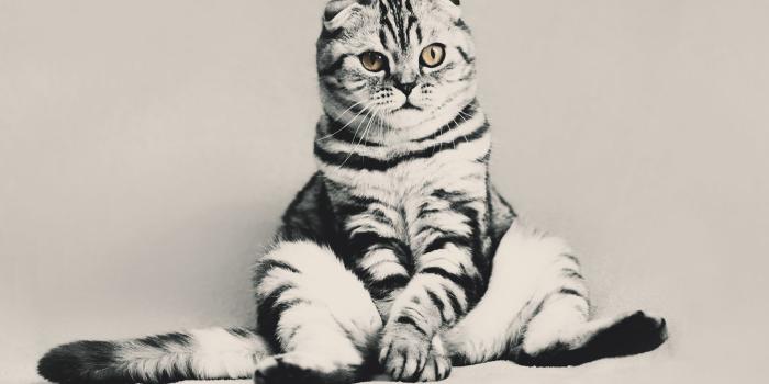 1920x1080 Funny Kitten Laptop Background