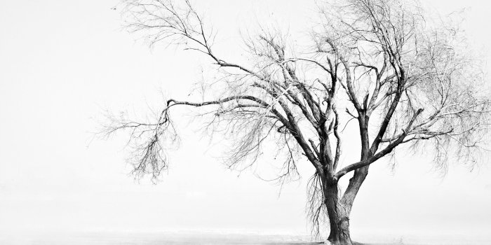 2560x1440 Sad Tree 壁紙画像 - PCHDWallpaper.com : PCHDWallpaper.com