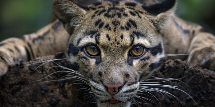 2048x1365 62+ Clouded Leopard Wallpapers on WallpaperPlay