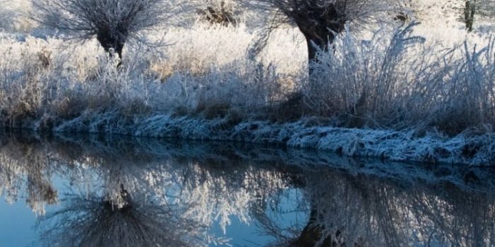 750x1334 Winter Trees - Tap to see more great nature wallpaper! | @mobile9