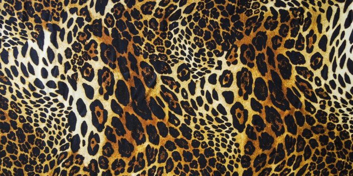1920x1080 Leopard Print Wallpapers High Quality | Download Free