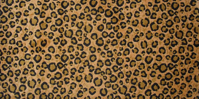 1800x1249 Leopard Print Wallpapers High Quality | Download Free