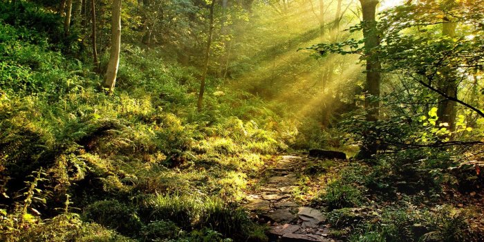 1680x1050 Best Nature Wallpaper: Rainforest 876842 Nature