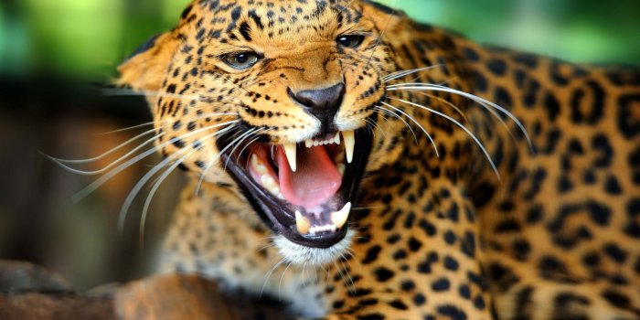 2560x1600 Free download Top Full 4k Wallpapers Animals Images for Pinterest