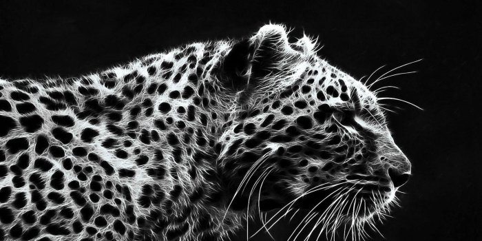 1920x1200 Black Leopard Wallpaper (71+ images)