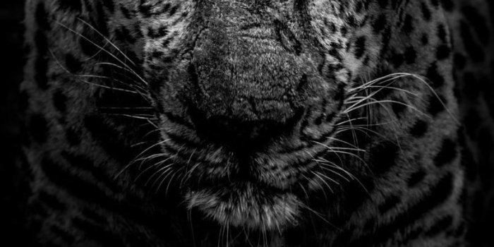 806x1745 Leopard Wallpaper Iphone X | Djiwallpaper.co