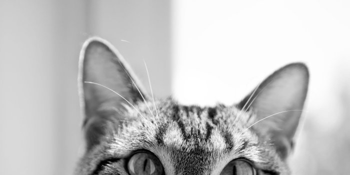 2560x1440 Hipster Cat Wallpapers - Top Free Hipster Cat Backgrounds