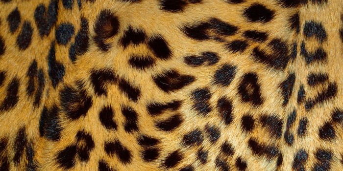 1920x1200 Leopard Backgrounds - BRAVES DESKTOP WALLPAPERS