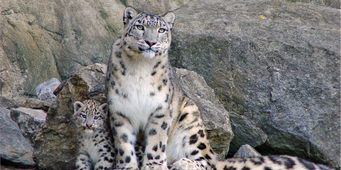 2500x1562 Snow Leopard Wallpapers-52 for PC & Mac, Tablet, Laptop, Mobile