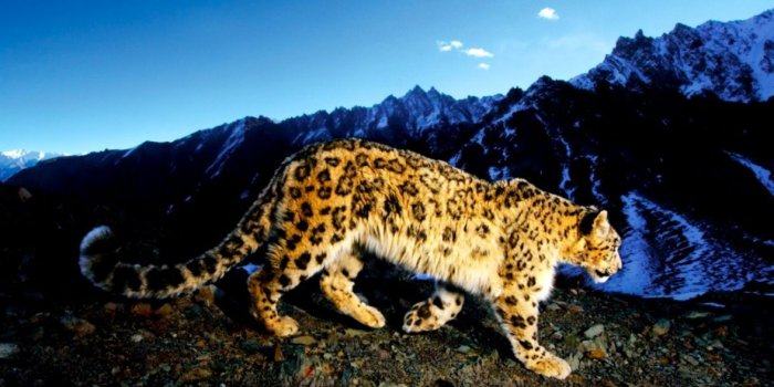 1177x736 Leopard Apple Wallpaper | Wallpapers Supreme