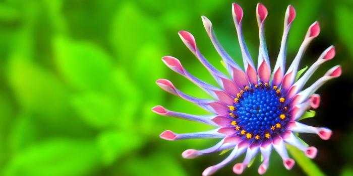 3840x2160 Wallpaper Beautiful flower, Green background, Macro, 4K, HD, Flowers