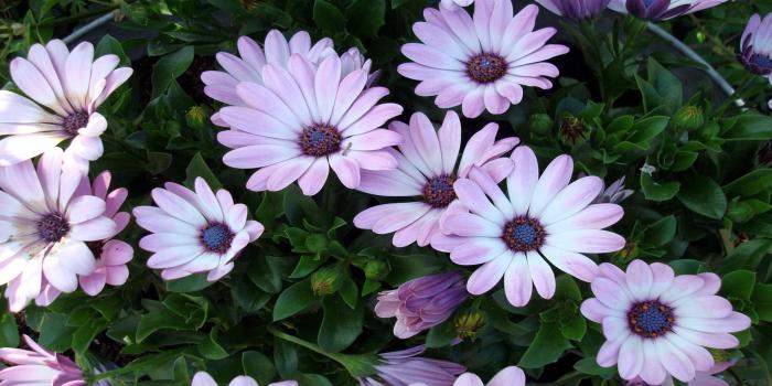 1920x1200 Beautiful Flowers Wallpaper Flowers Nature Wallpapers in jpg format