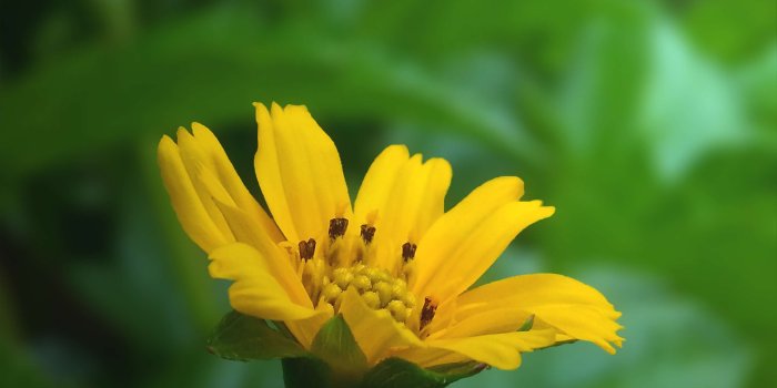 3264x2448 3097620 beautiful flowers, bokeh, flower, flower wallpaper, flowers