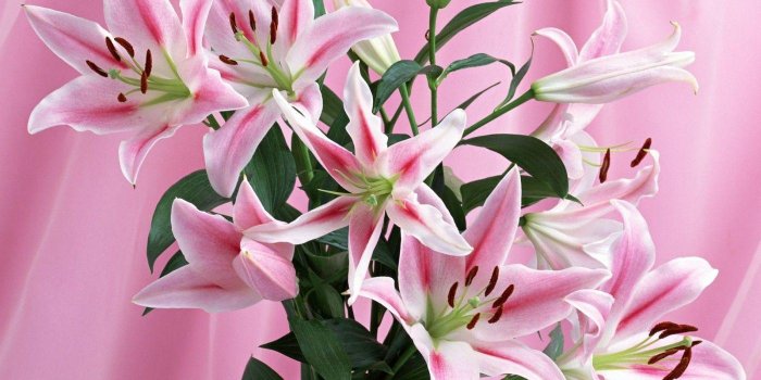 1400x1050 Stargazer Lily Wallpapers