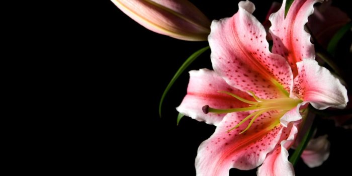 1280x800 Pretty Lily Flower wallpaper | 1280x800 | #23442