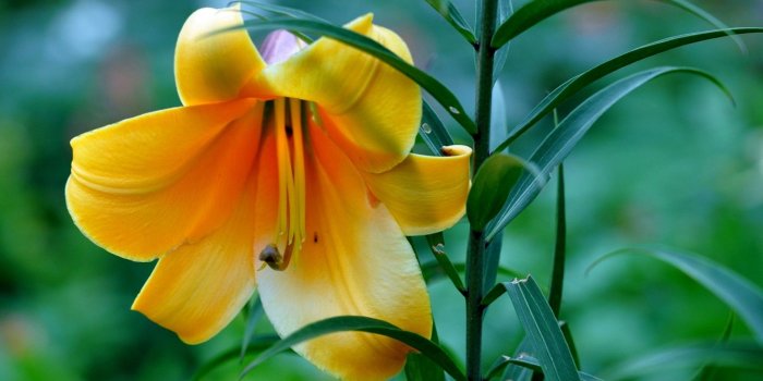 1920x1080 Yellow Lily Flower Wallpaper HD 50639 1920x1080px