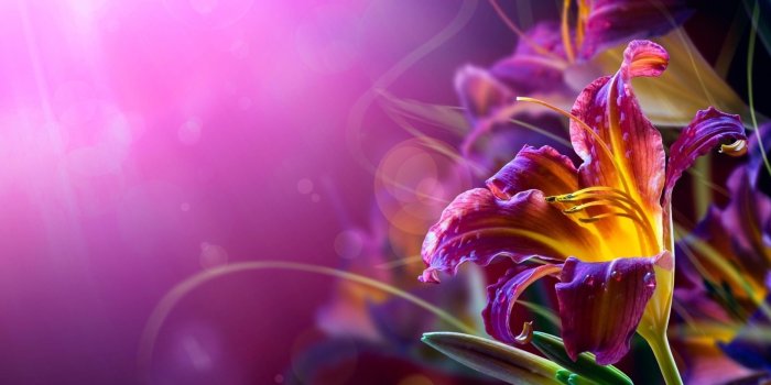 2560x1600 Abstract Purple Lily Flower #2005 Wallpapers and Free Stock Photos