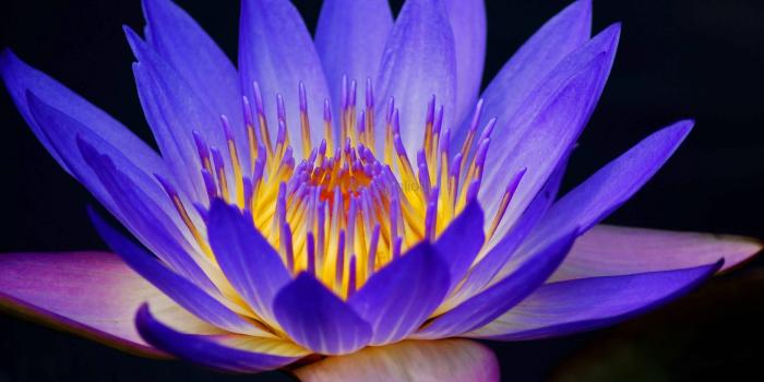 3872x2592 Water Lily Flower Wallpaper #4927 - Ongur