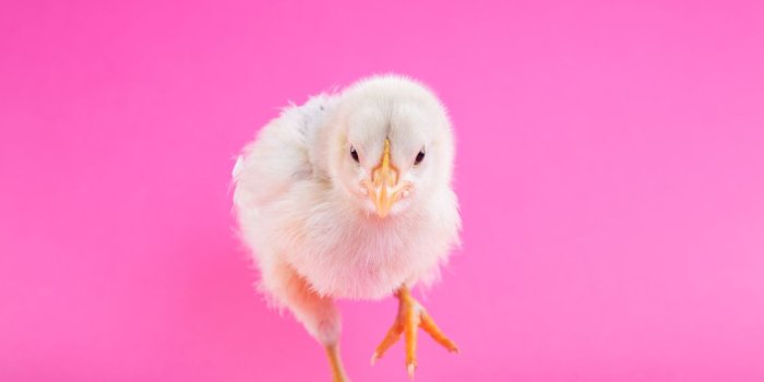 1125x750 Desktop Wallpaper Pink Color YouTube Blog CC0 - Pink,Close Up