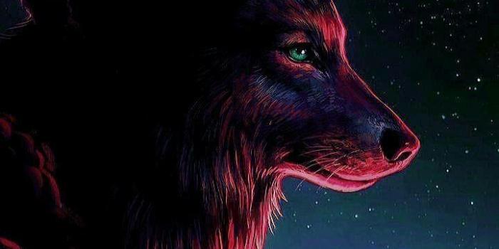 720x1280 Anime Wolves Wallpapers - Top Free Anime Wolves Backgrounds