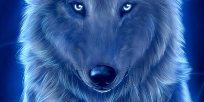 1080x1920 55+ Shadow Wolf Wallpapers - Download at WallpaperBro