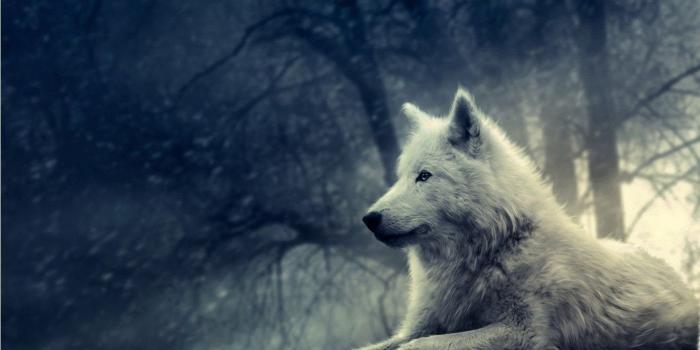 1366x768 Free animated wolf wallpaper wallpaper.jpg Desktop Background