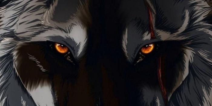 720x1280 Anime Wolf Wallpaper(38+) Wallpaper Collections