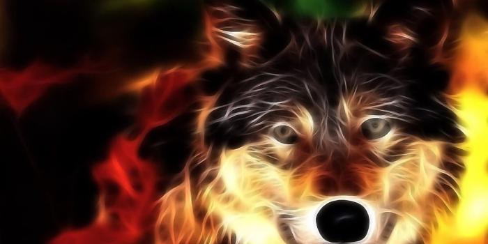 1600x1000 Hd free animated wolf wallpaper