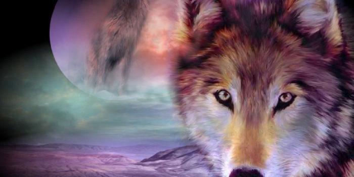 1280x1024 991 Wolf HD Wallpapers | Background Images