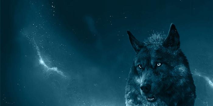 1920x1080 Animated Wolf Wallpapers (80+ images in Collection) Page 2