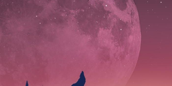 900x1600 Lovely Free Wallpapers for Mobile Animated | HD Wallpaper