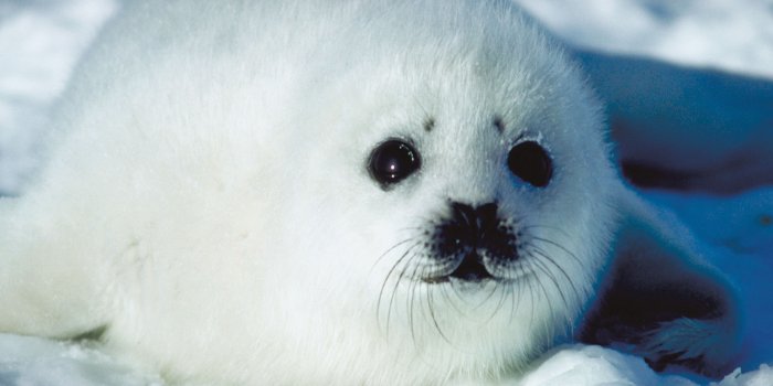 3831x2554 Why do we love cute things? | HowStuffWorks