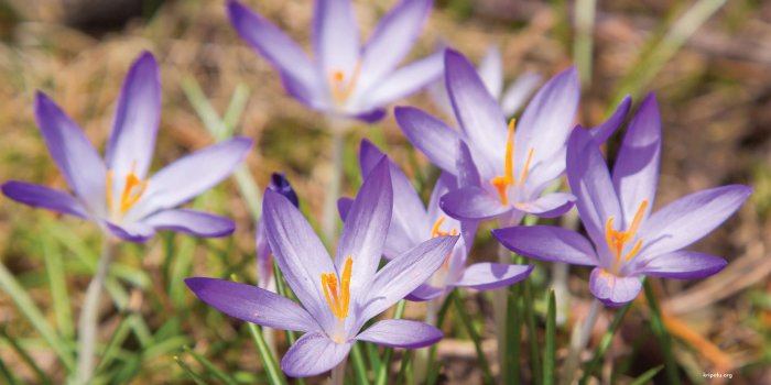 2560x1440 therapeutic wallpaper