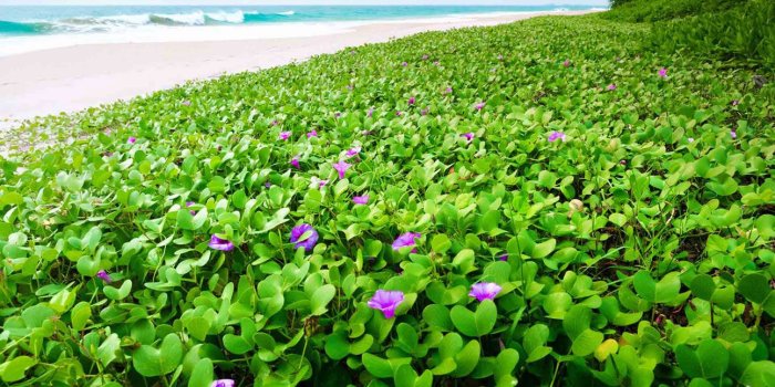 1293x862 Therapeutic Music | Music Streaming Licence (MSL) - therapeutic