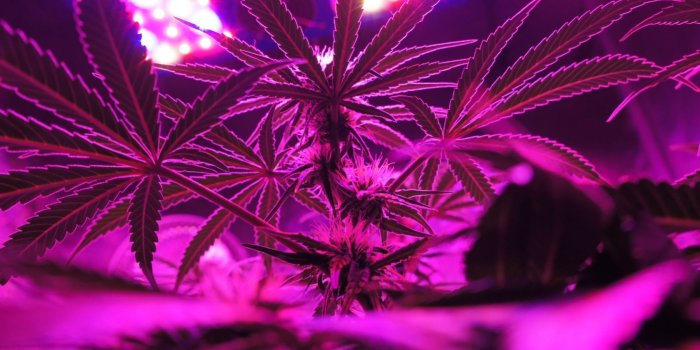 1680x1050 Pink Weed Wallpapers - Top Free Pink Weed Backgrounds - WallpaperAccess