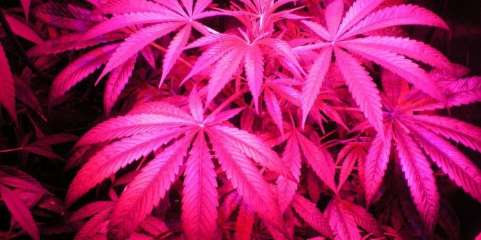 1024x768 Pink Weed Wallpapers - Top Free Pink Weed Backgrounds - WallpaperAccess