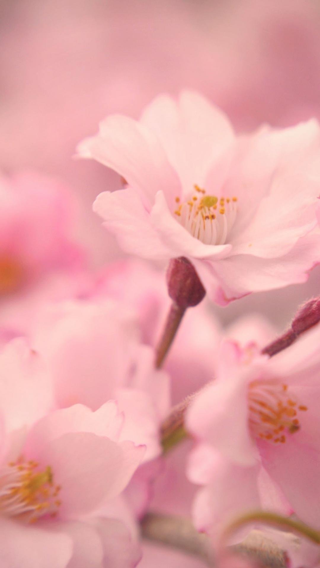 1080x1920 Wide iphone 6 plus wallpaper girly About Top Wallpaper hd with