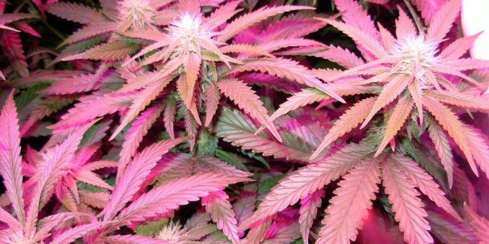 1024x768 Daftar Wallpaper Pink Weed | wallpaper black