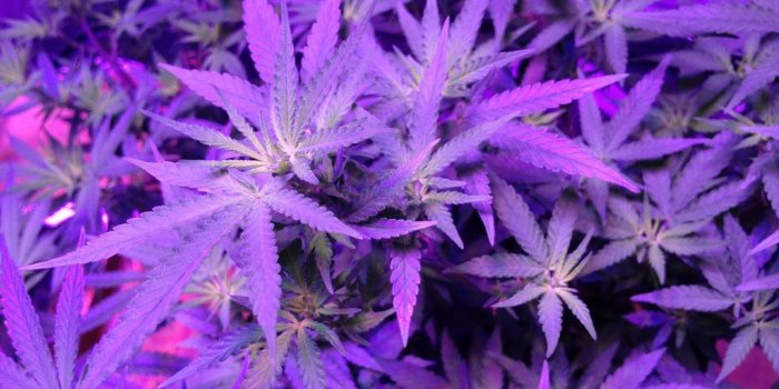 1024x768 Pink Weed Wallpapers - Top Free Pink Weed Backgrounds - WallpaperAccess