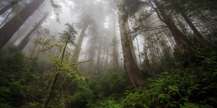 1332x850 Wallpaper forest, trees, tree, Damnation Creek Trail, Redwood heaven