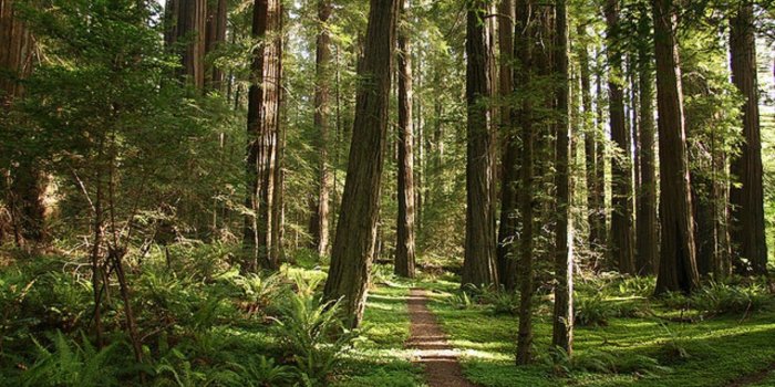 1280x854 Avenue Of The Giants - Northern California - USA #Wallpapers