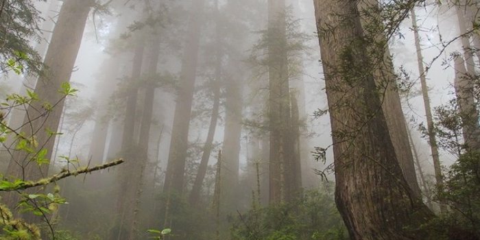 750x1334 Northern California, Redwood heaven, trees, fog 750x1334 iPhone 8/7