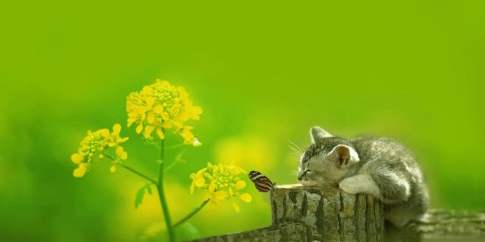 1920x1080 Cute Green Desktop Wallpapers