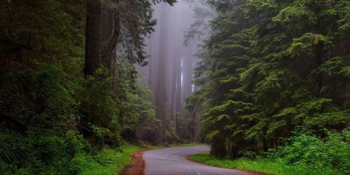 2048x1152 Redwood National Park, California ❤ 4K HD Desktop Wallpaper for 4K