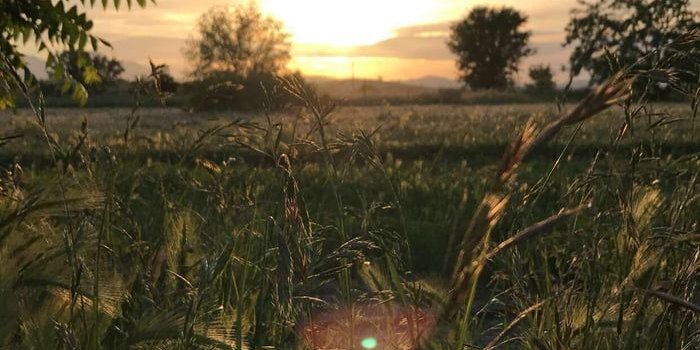 700x1244 Sunset & grass in Northern California. Needed a new wallpaper and