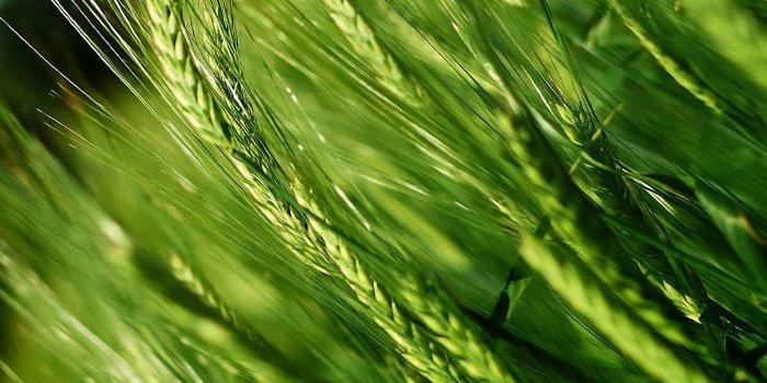 1242x2208 Cute Green Wheat iPhone 6s Wallpapers HD