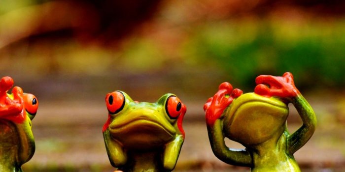 1190x972 Frogs Red Eye Wallpapers Hd | Spot Wallpapers