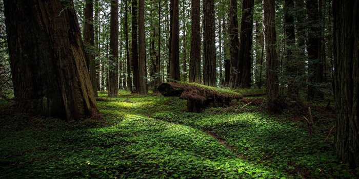 2304x1357 The forests of Northern California - Imgur