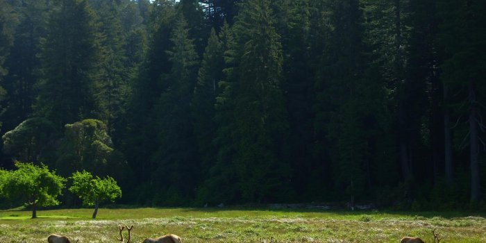 1920x1200 MLeWallpapers.com - Elk Meadow