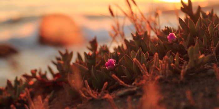 1332x850 Wallpaper sunset, flowers, Northern California images for desktop